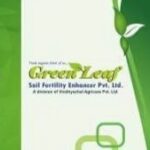 Green leaf